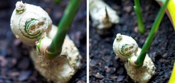 Root Root